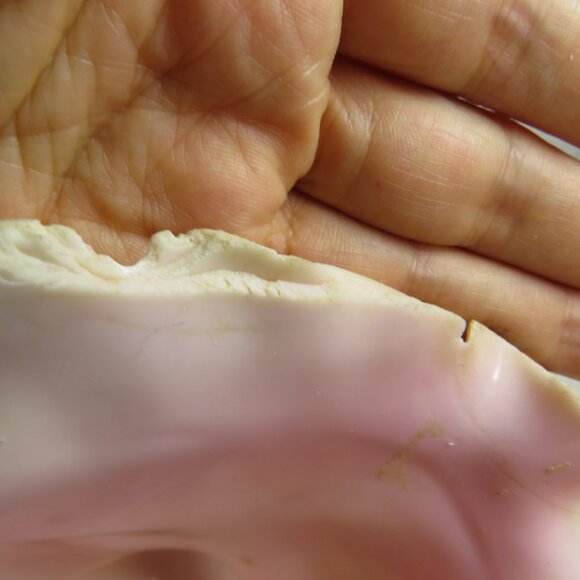 Large Real Conch Sea Shell 8x7" 5.5" tall has some chips Light Tan - Picture 8 of 10